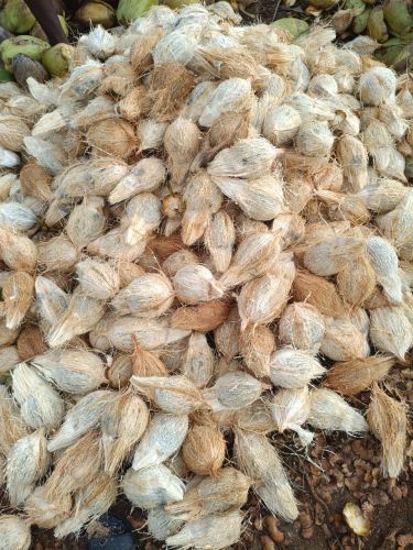 Natural Coconut, Color : Brown for Food