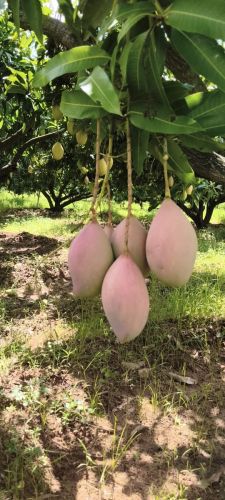 Green Totapuri Aam, Packaging Size : 5Kg, 10Kg, 15Kg, 20Kg, 25Kg