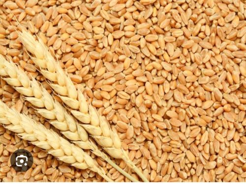 Wheat for Food, Snacks, Cooking, Bakery Products