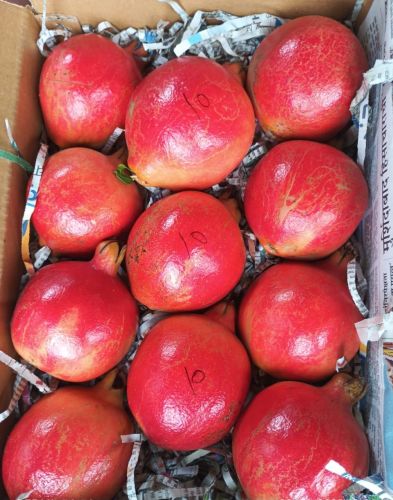 Red Organic B Grade Pomegranate, Packaging Size : 5Kg, 10Kg, 20Kg
