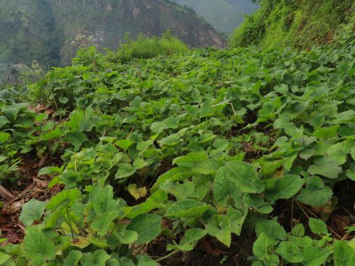 Valerian Root, Form : Raw Material, Purity : 100%organic