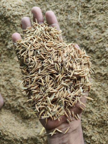 1886 Creamy White Long Grain Basmati Chawal, Packaging Size : 50Kg