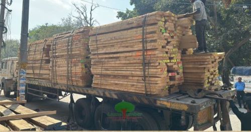 Plain Polished White Ash Wood, Color : Golden Brown