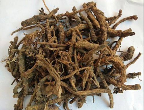 Organic Brown Sugandhbala Root