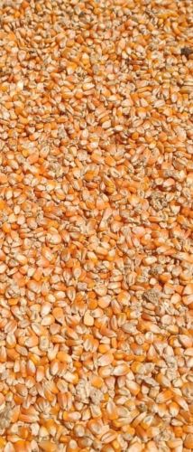 Natural Maize, Packaging Size : 25kg, 50Kg