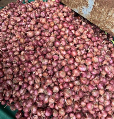 Red Onion 45-60, Quality : Super