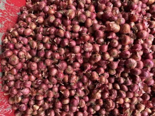 Super Onion, Color : Red, Packaging Type : 8-50 Kg