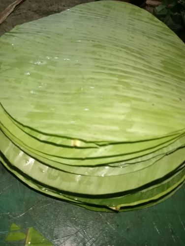 Organic Round Banana Leaf, Color : Green for Making Disposable Items