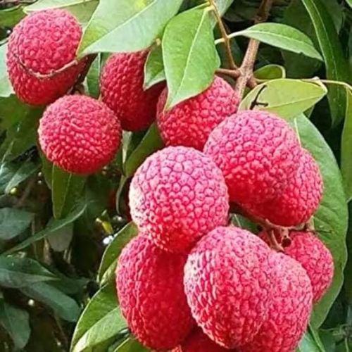 A Grade Litchi, Packaging Type : Carton