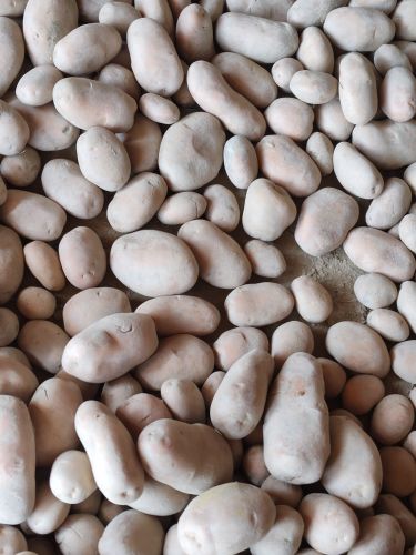 Organic Red Potato for Cooking, Food Flavour