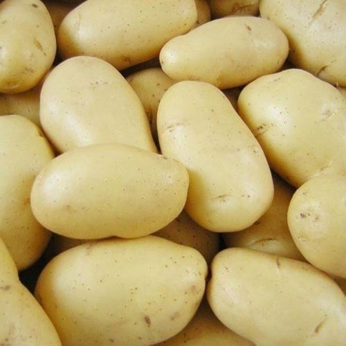 Organic Fresh Pukhraj Potato, Packaging Type : Mesh Bags