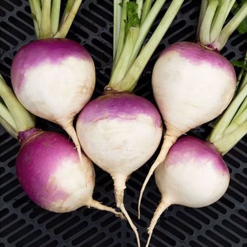 Fresh Round Turnip, Color : White Natrual