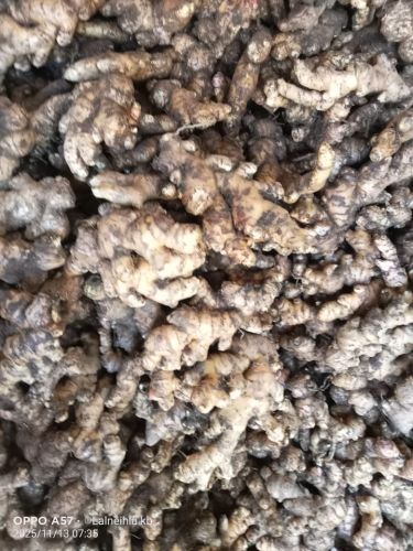 Fresh Ginger Mizoram