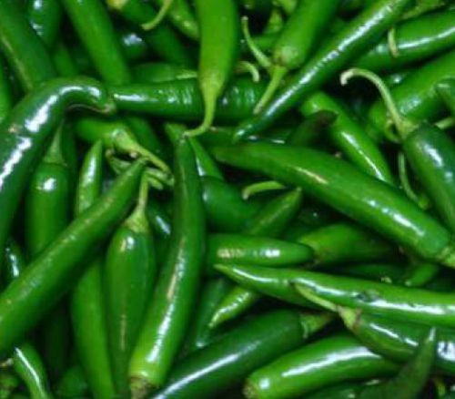 Fresh Green Chilli Small To Medium, Packaging Type : Bag