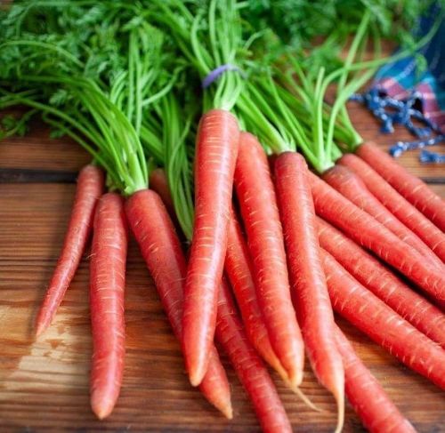Fresh Red Carrot, Packaging Type : Bag for Cooking, Salads, Snacks
