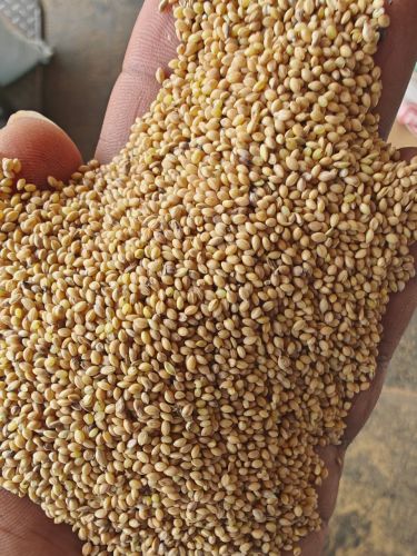 Organic Foxtail Millet, Seed Type : Hybrid, Grade : Feed Grade