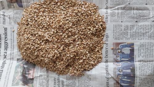 Raw Common Split Coriander Seeds, Color : Brown, Form : Solid