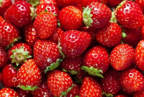 Organic Fresh Red Strawberry, Grade : Food Grade for Fruits