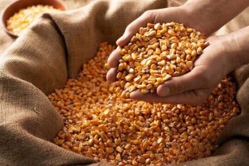 Organic Maize Seeds, Color : Yellow