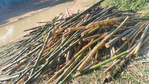 Finished Bamboo, Color : Brown, Green, Light-green