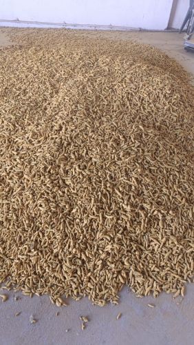 Natural Finger Turmeric