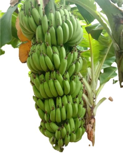 A Grade Karpooravalli Green Banana for Great Desserts