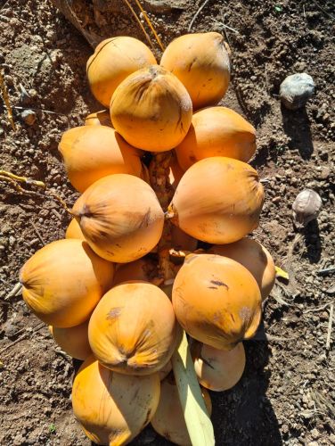 Natural Green Tender Coconut 400–500 Ml Water Content