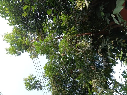 Original Organic Neem Datun