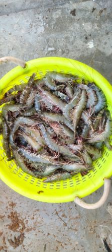 Black Tiger Prawns Fresh, Frozen, Packaging Type : Cartons