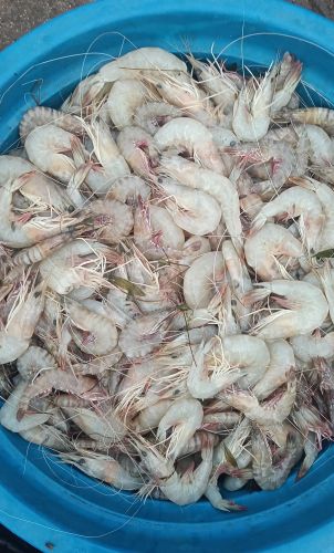 White Prawns Frozen, Packaging Type : Cartons
