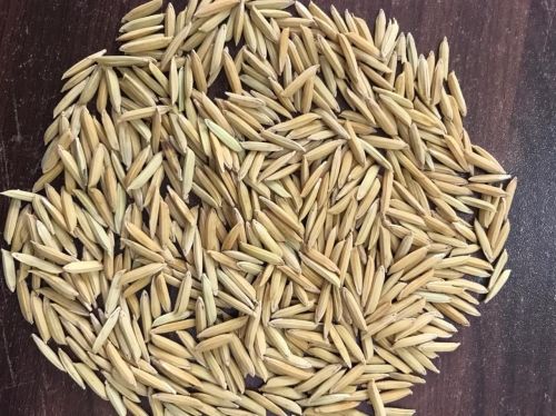 Soft RH10 Paddy Seeds 10%, Grade Standard : Food Grade