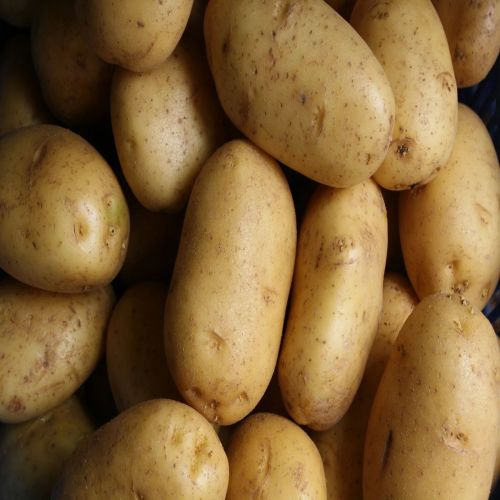 Brown Fresh Raw Potato, Cultivation Type : Organic for Cooking