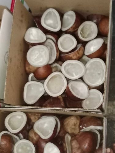 Raw Hard Dried Coconut Copra, Certification : ISO 9001:2008 Certified