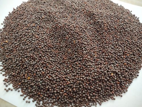 Black Mustard Seeds, Packaging Type : Plastic Bag