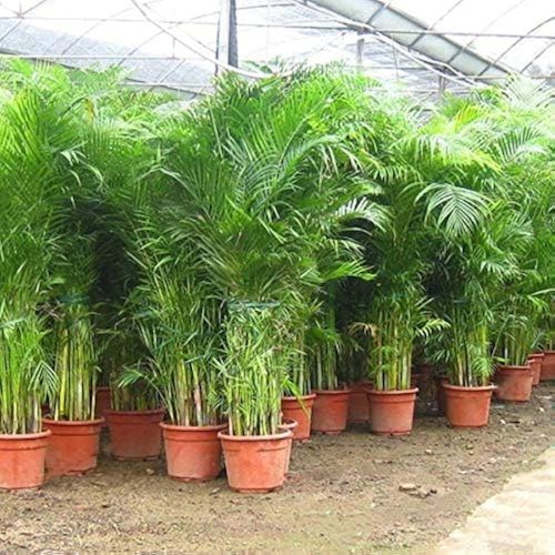Grafted Areca Palm Plants for Plantation, Soil Specific : Alkaline