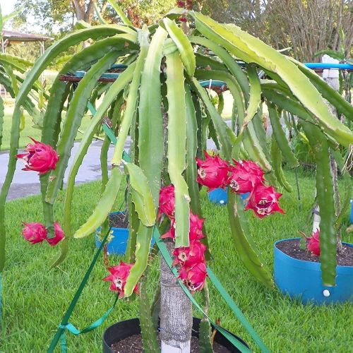 Natural Dragon Fruit Plants for Plantation