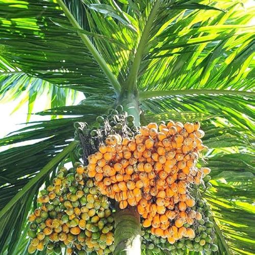 Hybrid Areca Nut Plants for Plantation, Soil Specific : Alkaline