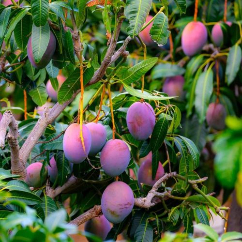 Grafted Miyazaki Mango Plants for Plantation, Plant Height : 5 Feet