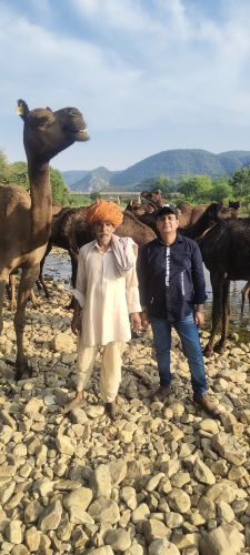 Classic Camel Milk, Color : White, Packaging Type : Botal for Bathing