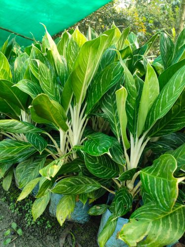 Decorative Natural Indoor Plants for Air Purification, Home Plantation