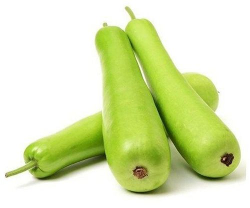 Fresh Green Bottle Gourd, Packaging Type : Mesh Bags