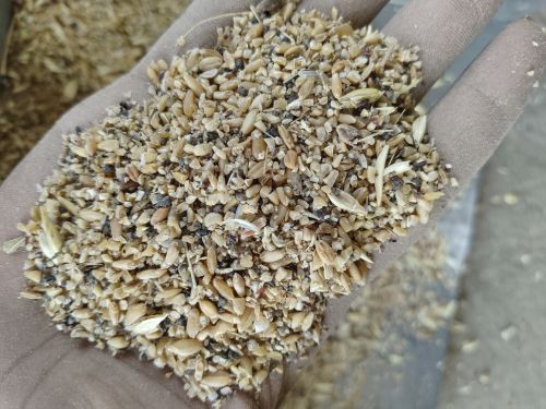 Broken Wheat, Packaging Size : 50 Kg, Packaging Type : Jute Bag
