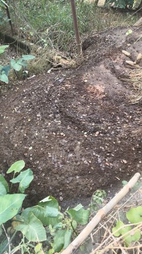 Cow Dung Manure, Form : Granules for Religious, Hawan, Pooja