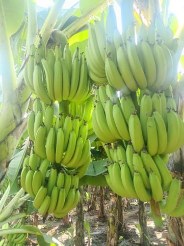 Organic Fresh Cavendish Bananas, Packaging Type : Plastic Packet