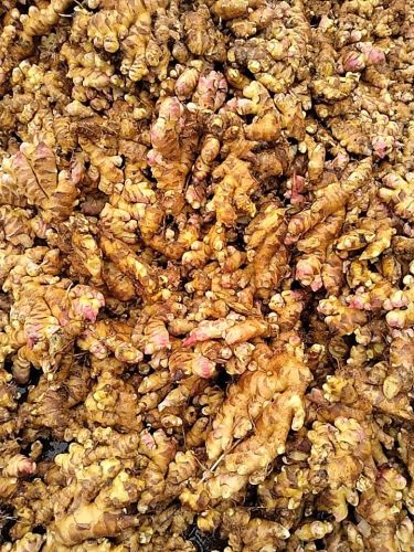 Raw Fresh Brown Ginger, Packaging Type : Plastic Bag