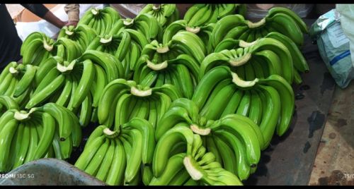 Indrajit Fresh Green Banana, Packaging Size : 10Kg, 15Kg
