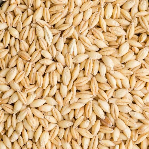 Brown Barley Seeds, Seed Type : Hybrid, Speciality : High In Protein