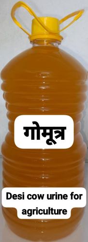 Desi Cow Urine, Color : Yellow, Packaging Size : 5 Litre