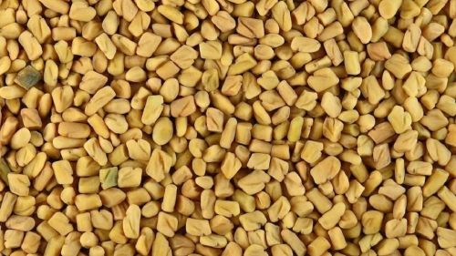 Consistent Yellow Bold Fenugreek Seeds Large Premium Grade