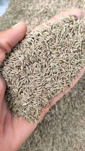 Cumin Seeds, Packaging Type : 50g, 100g, 500g Premium Quality